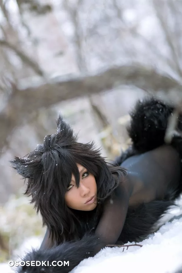 Timber wolf - 49