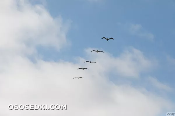 Dubsie Liftoff At Belmont Park - 38