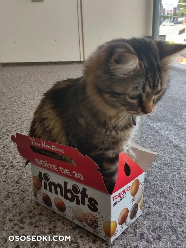 SpoiledBratCat - 223