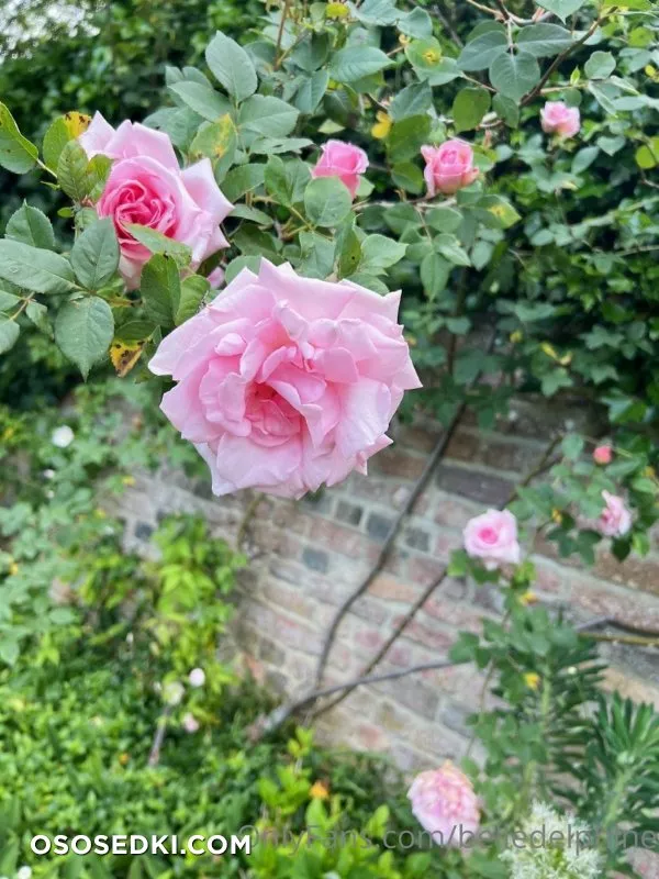 Belle Delphine Black & Pink in Garden nude. Onlyfans, Patreon leaked 92 nude photos and videos